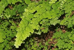 Adiantum bellum