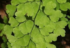 Adiantum bellum