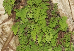 Adiantum bellum