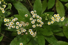 Erigeron darrellianus