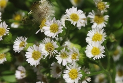 Erigeron darrellianus