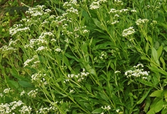 Erigeron darrellianus