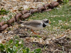 Charadrius hiaticula