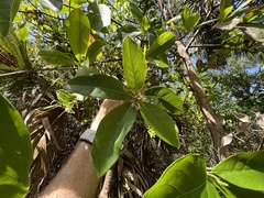 Terminalia muelleri