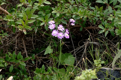 Pericallis