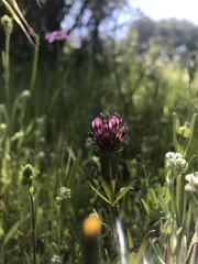 Trifolium willdenovii