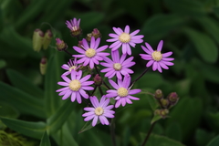 Pericallis echinata