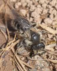 Andrena erythronii