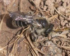 Andrena erythronii