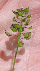 Teesdalia coronopifolia