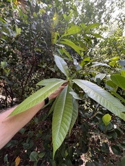 Alstonia macrophylla