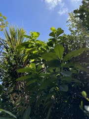 Alstonia macrophylla
