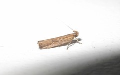 Helcystogramma phryganitis