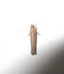 Helcystogramma phryganitis