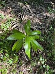 Alstonia macrophylla