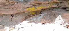 Scolopendra cingulata