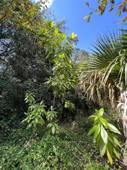 Alstonia macrophylla
