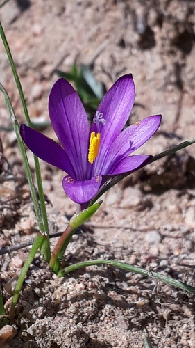 Romulea requienii