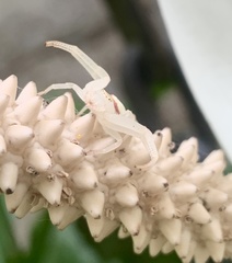 Thomisidae