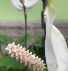 Thomisidae