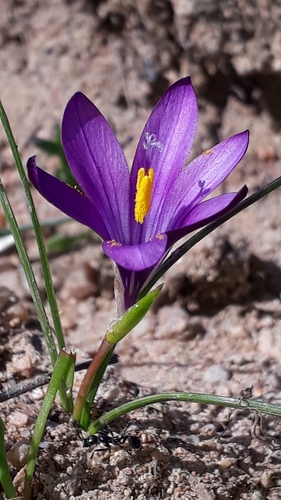 Romulea requienii
