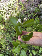 Jasminum dichotomum