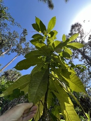 Alstonia macrophylla