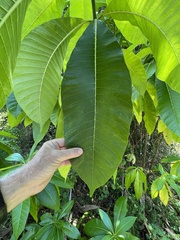 Alstonia macrophylla