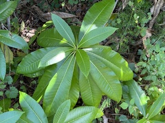 Alstonia macrophylla