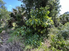 Alstonia macrophylla