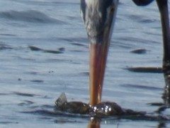 Leptocottus armatus