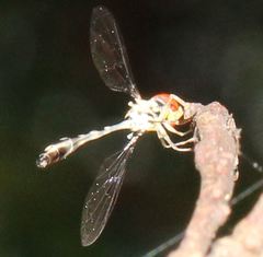 Fragosa