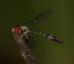Fragosa