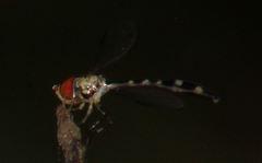 Fragosa