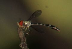 Fragosa