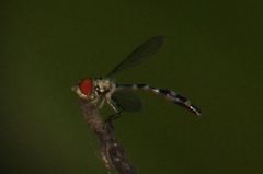 Fragosa