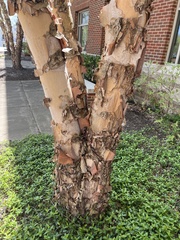 Betula nigra