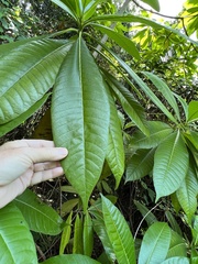 Alstonia macrophylla