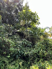 Alstonia macrophylla