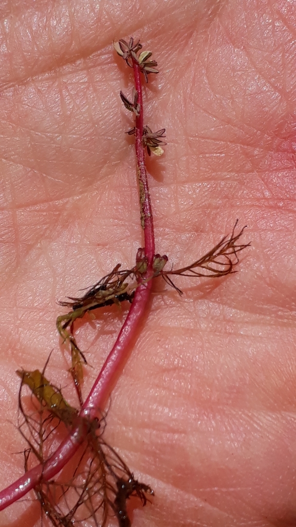 Alternateflower watermilfoil (Myriophyllum alterniflorum)