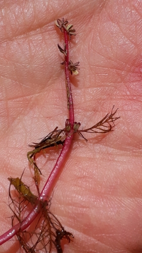 Alternateflower watermilfoil (Myriophyllum alterniflorum)