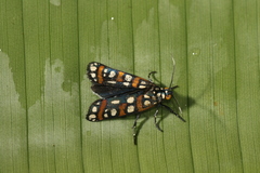 Cydosia curvinella