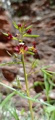 Cleome violacea