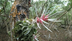 Tillandsia streptophylla