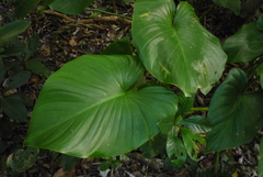 Homalomena philippinensis
