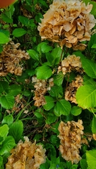 Hydrangea petiolaris