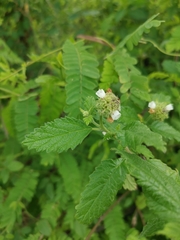 Varronia bullata