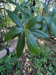 Alstonia macrophylla