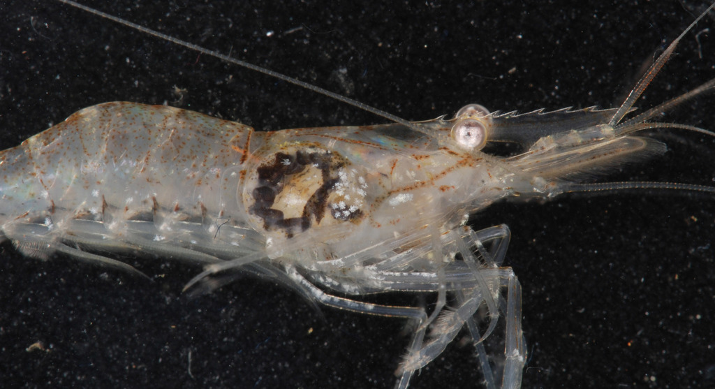Common Glass Shrimpeater