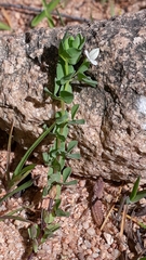 Lotus conimbricensis
